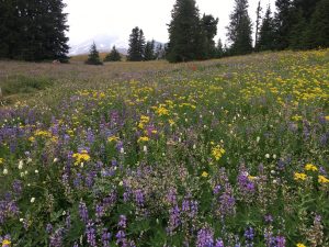Mount Hood Timberline Trail meadow